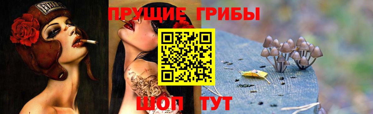 где можно купить   Псилоцибиновые грибы Psilocybe  Псилоцибиновые грибы прущие грибы  Вход с VPN  Стерлитамак 